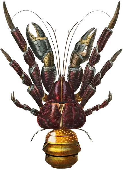 Illustration of Birgus latro (Coconut Crab), depicting the remarkable appearance and features of this unique crustacean species.