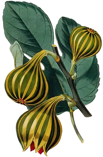 Illustration of a fig plant (Ficus carica var.), showcasing a fruiting stem and leaf.