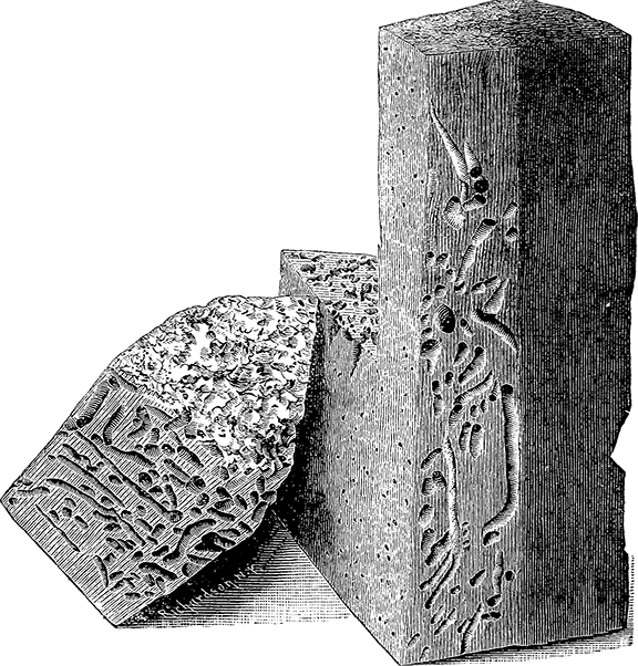 Illustration from 'Ocean Wonders: A Companion for the Seaside' (1879), featuring a block of pine creosoted and exposed in the Gulf of Mexico.