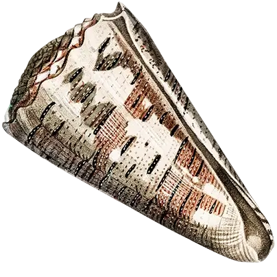 Illustration of Conus imperialis (Conus imperialis), showcasing the distinctive shape, patterns, and colors of this marine snail species.