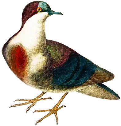 Illustration of a Luzon bleeding-heart bird (Gallicolumba luzonica) showcasing their distinct plumage and features.