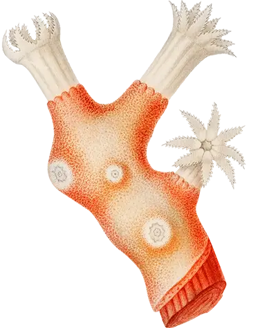 Illustration showcasing four various organisms including: 1. Flustra foliacea (Bryozoans), 2. Corallium rubrum (Precious coral or red coral), 3. Cornuluria elegans (Soft coral), and 4. Sertularia pumila (Sertularia pumila).