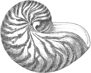 Illustration from the second edition of 'A Conchological Manual,' featuring the frontispiece plate. The image depicts a variety of intricately illustrated shells and mollusks, providing a visual reference for conchology enthusiasts.