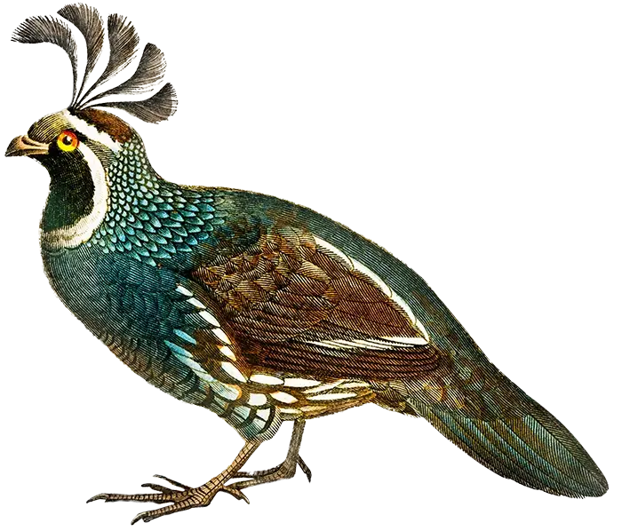 Illustration showcasing the California quail (Callipepla californica) and the Luzon bleeding-heart (Gallicolumba luzonica), two bird species.