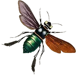 Illustration featuring the species of bee Xylocopa trepida (Xylocopa flavorufa).