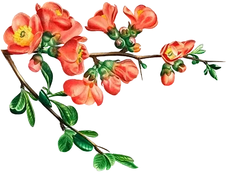 Illustration depicting Cydonia japonica, commonly known as Maule's quince, a fruit-bearing tree with vibrant red flowers and green leaves.
