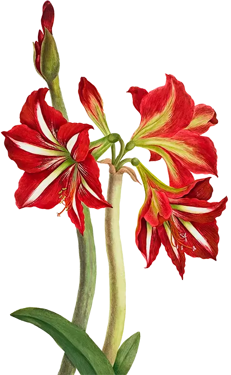 Illustration depicting a vibrant amaryllis seedling with striking red flowers and green leaves.