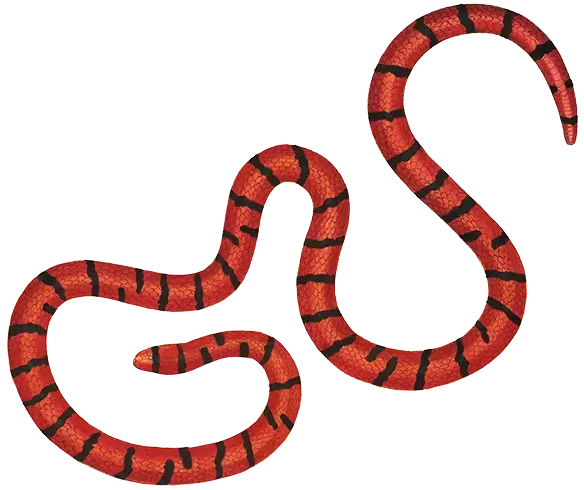 Illustration of Ilysia scytale, a marine species, from the period between 1700 and 1880. This image is part of the print collection 'Iconographia Zoologica' housed in the Special Collections of the University of Amsterdam.