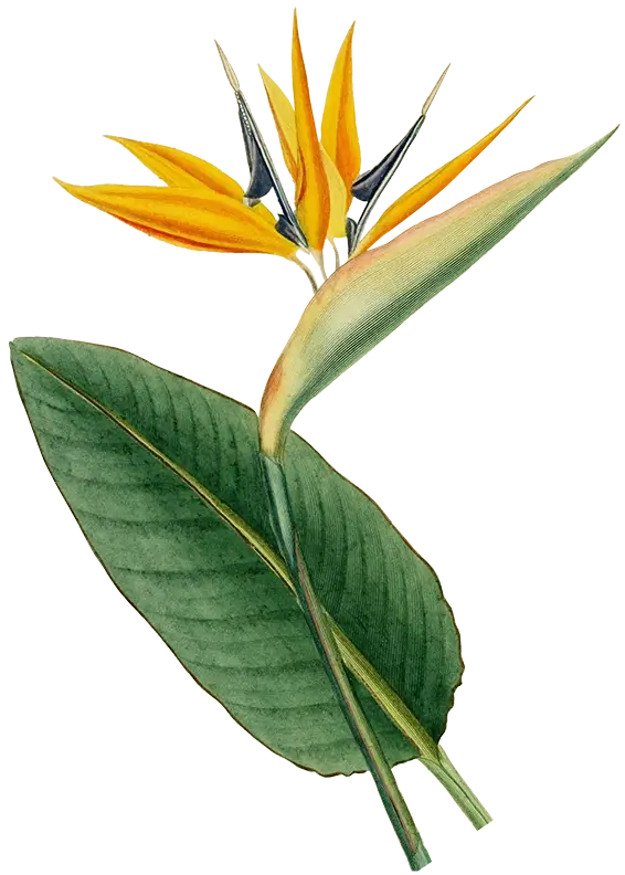 Illustration from the Universal Dictionary of Natural History, featuring a botanical depiction of monocotyledonous plants, specifically Pl. 16.