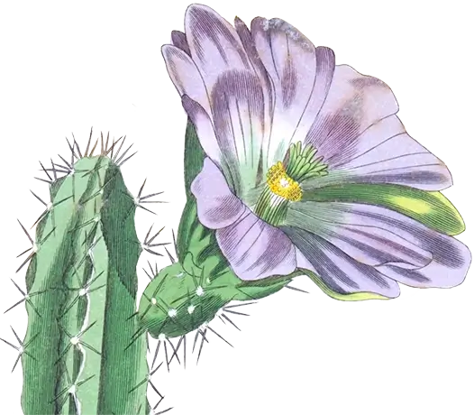 Illustration from the Classical Dictionary of Natural Sciences showing the cactus, Cereus Pentalophus. Five-winged candle