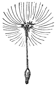 Illustration showing seeds and their dispersal appendages from the book 'The field, the garden and the woodland, or, Interesting facts respecting flowers and plants in general' published in 1838.