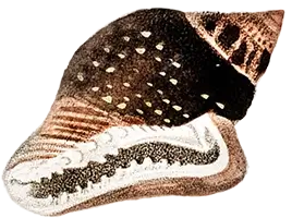 Illustration featuring various seashell species: 1. Colombella major (Tropical shells including colombella)