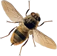 Illustration of Hypoderma bovis, showcasing the anatomical features and characteristics of the bovine warble fly."