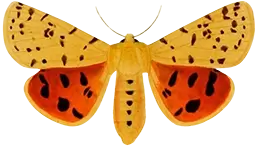 Illustration from 'Dictionnaire universel d'histoire naturelle,' depicting Lepidoptera (butterflies and moths) in exquisite detail, as shown in Plate 15.