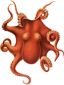 Illustration of The Cephalopoda, showcasing a diverse array of cephalopods in intricate detail and vibrant colors.