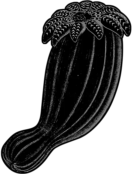 Detailed illustration depicting various ocean wonders, from the book 'Ocean Wonders: A Companion for the Seaside' published in 1879.