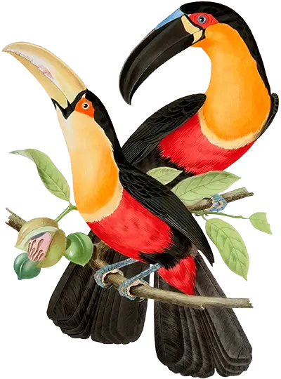 Illustration showcasing the vibrant Ramphastos ariel discolorus, a species of toucan, from the Brasiliana Iconográfica Collection.