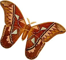 Illustration from the 'Dictionnaire universel d'histoire naturelle' (Universal Dictionary of Natural History), featuring Lepidoptera (butterflies and moths) in Plate 10.