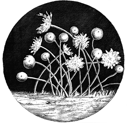 Illustration representing a scientific scheme from 'Micrographia,' showcasing intricate microscopic details and scientific observations.