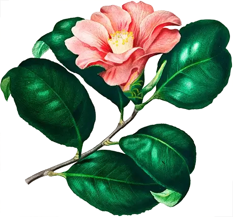 Illustration of a Japanese Camellia (Camellia japonica), showcasing its elegant and vibrant blossoms.