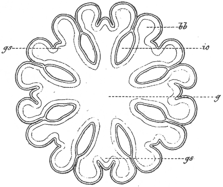 Illustration of medusae from Plate 05, depicting stunning and intricate jellyfish forms.