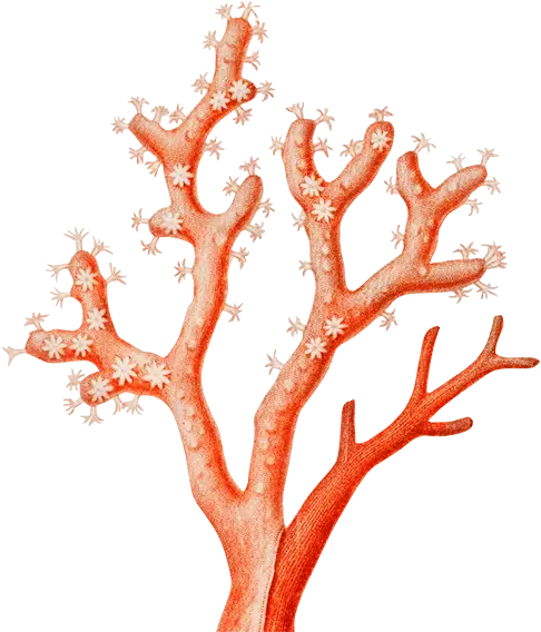 Illustration of Corallium rubrum, commonly known as precious coral or red coral, a branching coral species characterized by its vibrant red color and intricate skeletal structure.